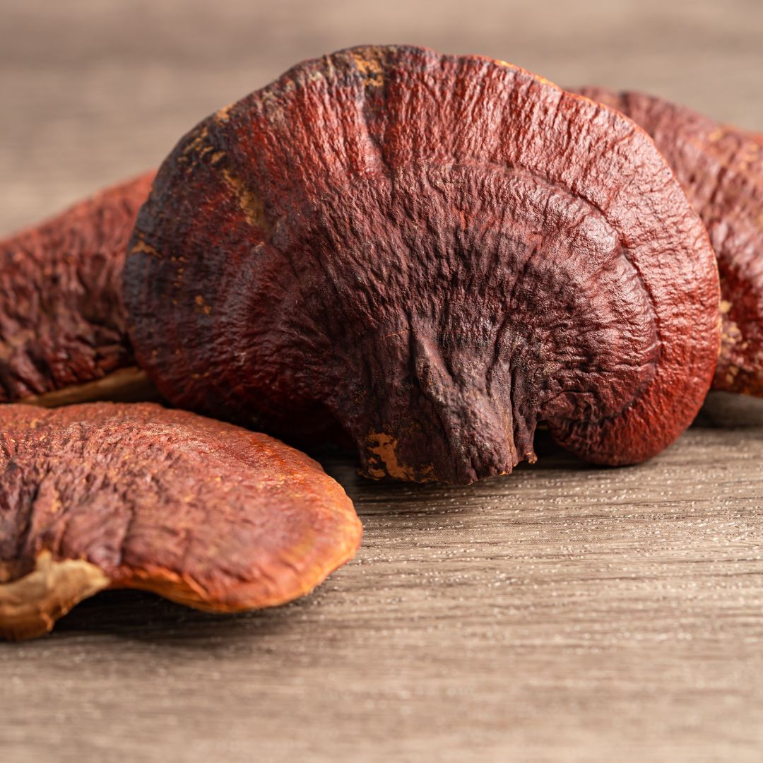 Cogumelo Reishi - 100% puro