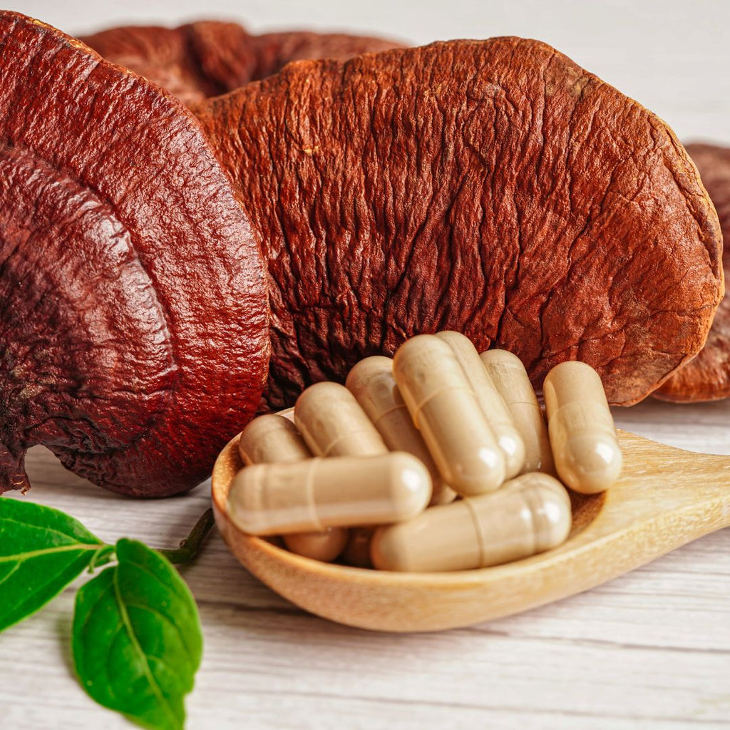 Cogumelo Reishi - 100% puro