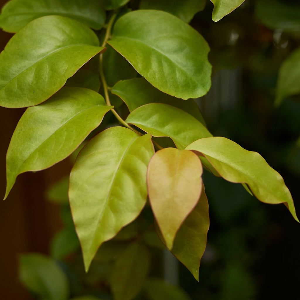 Ora-pro-nóbis - 100% pura