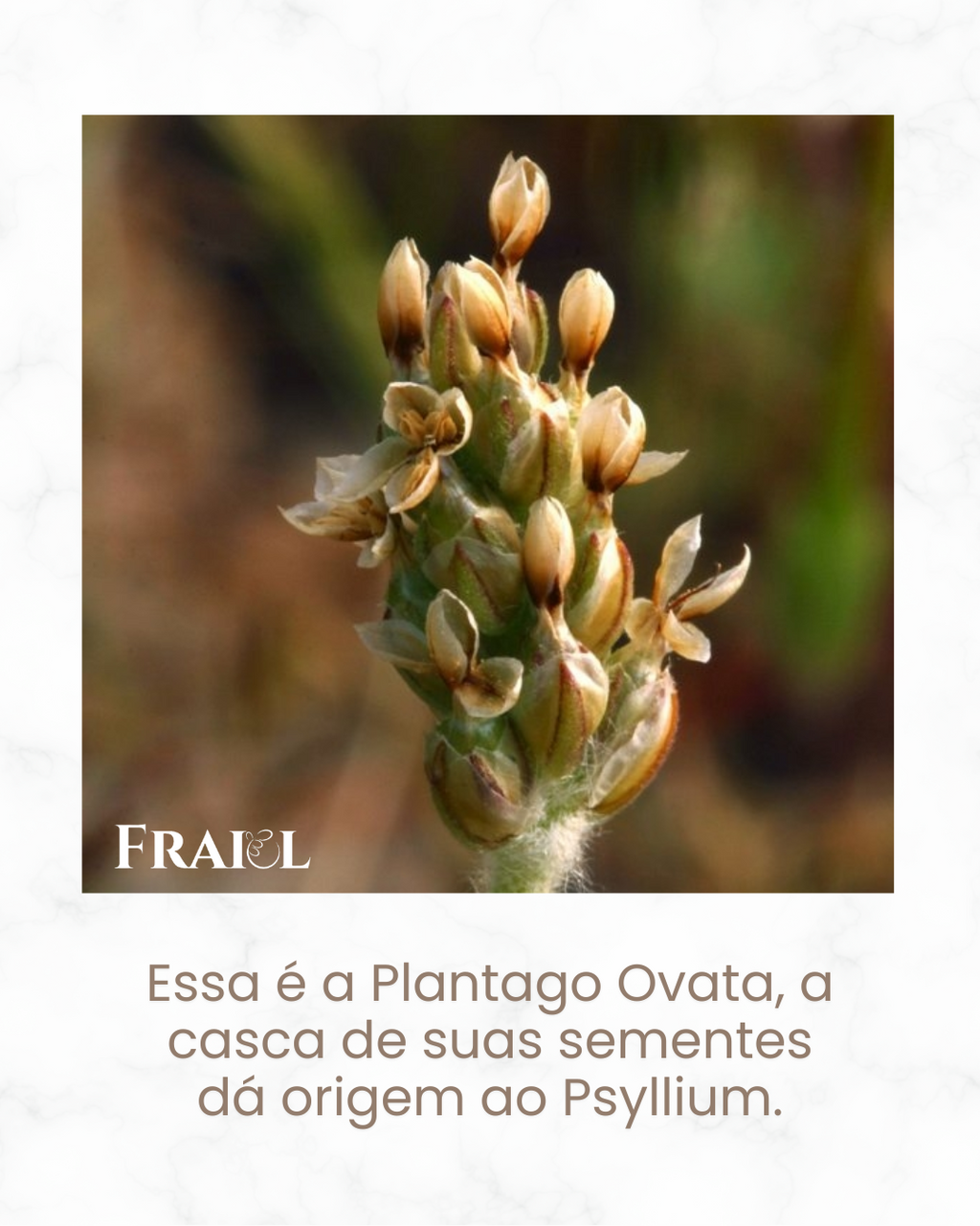 Psyllium Husk - 100% puro